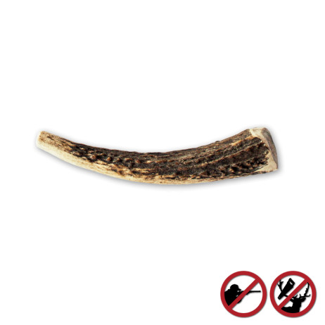 Bois de cerfs sauvages pour chien Amikinos taille S
