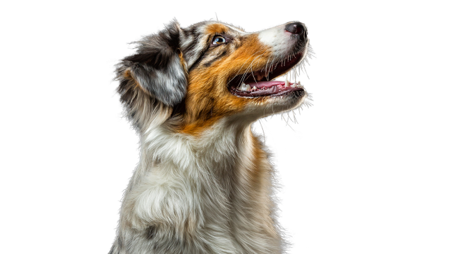chien