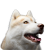 Produits pour les chiens