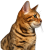 Produits pour les chats